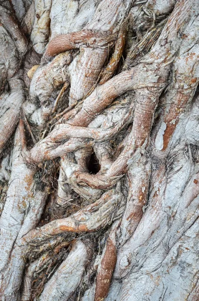 Écorce sèche texture d'arbre — Photo