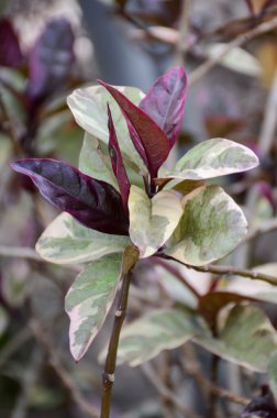 Pseuderanthemum atropurpureum bitki 