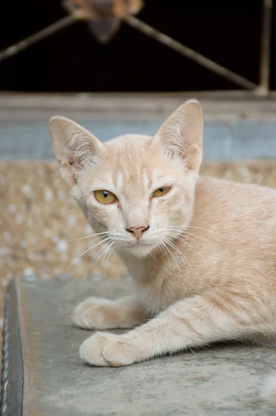 Carino gatto giallo — Foto Stock