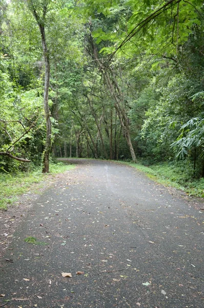 Estrada na floresta em Chonburi — Fotografia de Stock