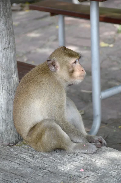 Affe im Garten — Stockfoto