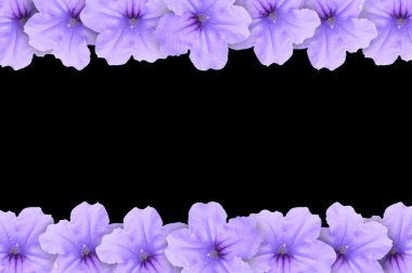 ruellia tuberosa çiçek