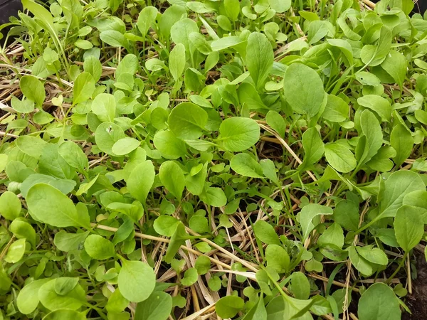 Verde Brassica rapa piante nel giardino naturale — Foto Stock