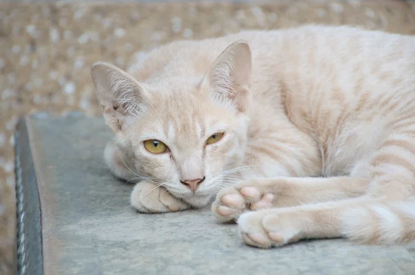 Roztomilá žlutá kočka — Stock fotografie