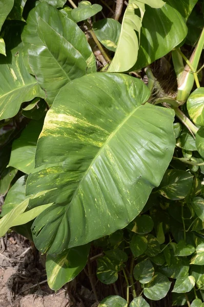 Grüne epipremnum aureum Pflanzen im Naturgarten — Stockfoto