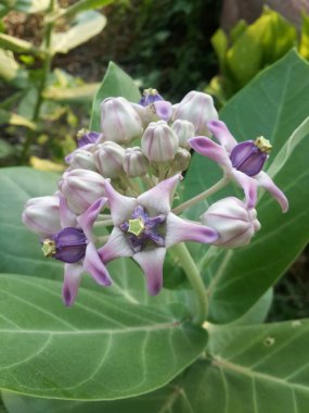 Calotropis kızgözü çiçek