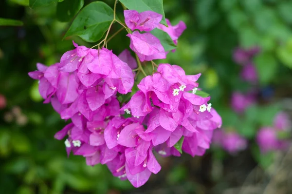 Bougainvillea blomma i naturen trädgård — Stockfoto