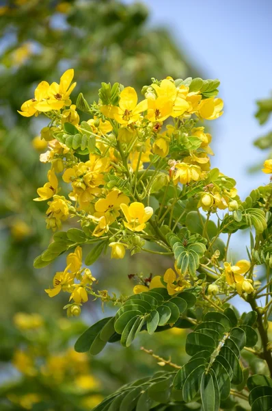 Senna surattensis kwiat — Zdjęcie stockowe