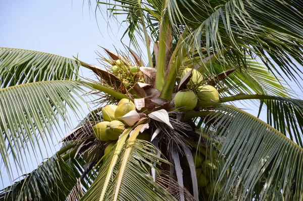 Pohon kelapa di kebun alam — Stok Foto