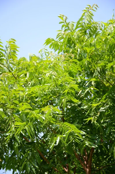 Δέντρο neem σχέδιο στον κήπο — Φωτογραφία Αρχείου