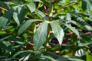 taze yeşil manyok yaprakları 