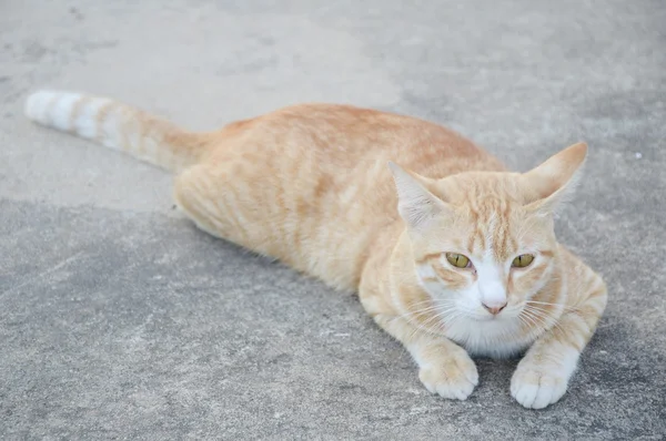 Close Bonito Gato Chão Cimento — Fotografia de Stock