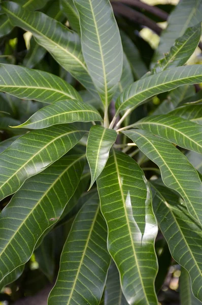 Φρέσκο πράσινο μάνγκο φύλλα — Φωτογραφία Αρχείου