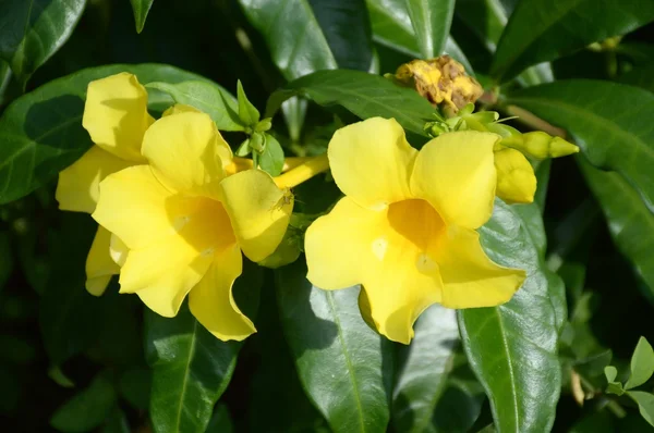 Gelbe Allamanda-Blume — Stockfoto