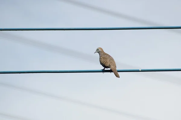 Pájaro en cable — Foto de Stock