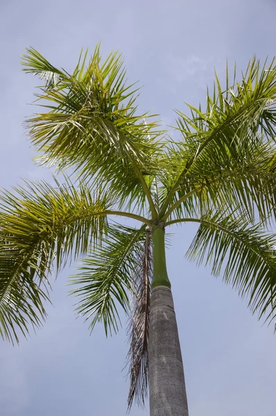 Palmera verde en el jardín natural — Foto de Stock