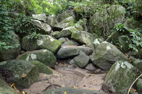 Bosque de cantathen en Bang Phra —  Fotos de Stock