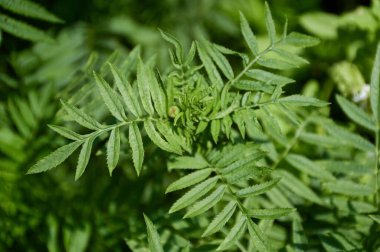 Doğa bahçesinde kadife ağacı