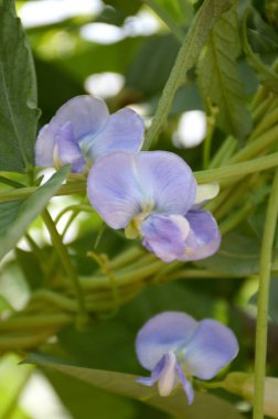 Doğa bahçesinde uzun fasulye çiçeği