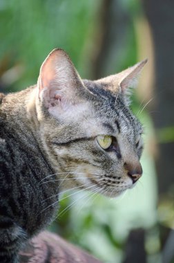Çimento zeminindeki sevimli kediyi kapat.