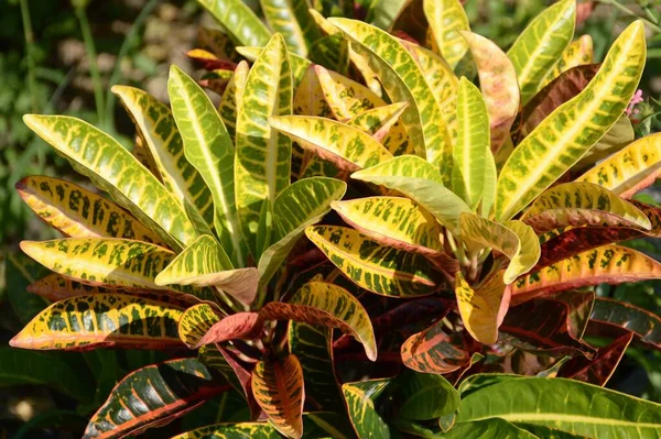 Codiaeum Variegatium Plant Natuur Tuin — Stockfoto