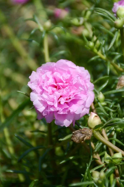 庭のピンクのポルトラカオレラセアの花 — ストック写真
