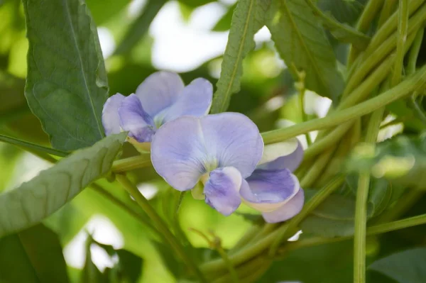 Doğa bahçesinde uzun fasulye çiçeği