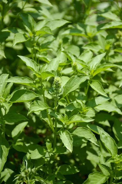 Ocimum Basilicum Tanaman Kebun Alam — Stok Foto