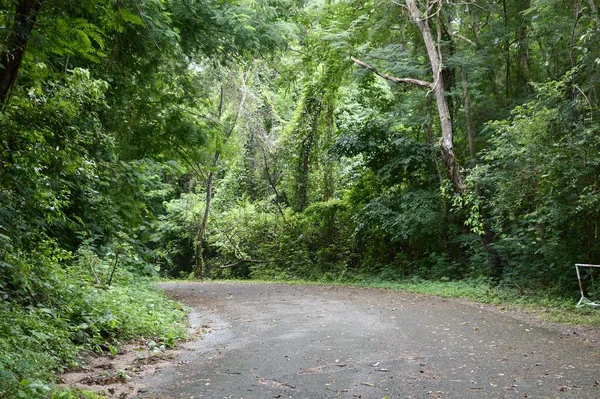 Straße Wald Bei Chonburi Thailand — Stockfoto