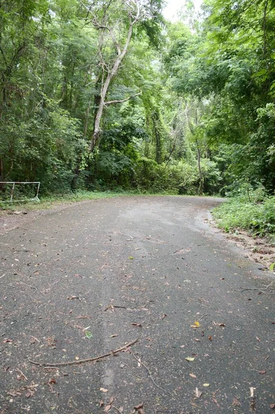 Camino Bosque Chonburi Tailandia — Foto de Stock