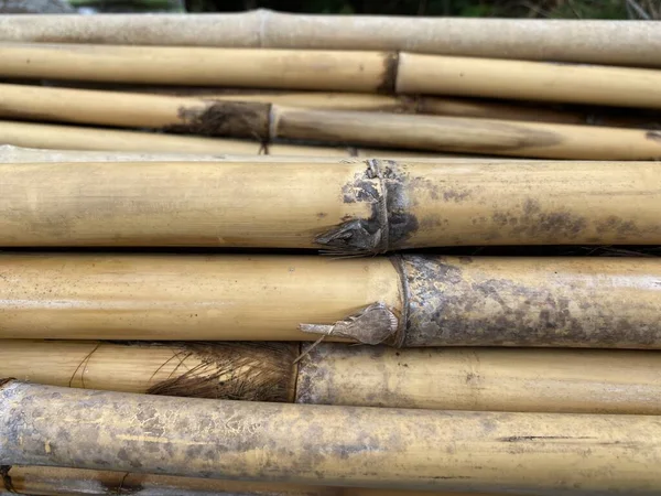 Dry Bamboo Pole Ground — Stock Photo, Image