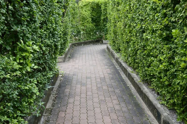Labirinto Giardino Nel Parco — Foto Stock