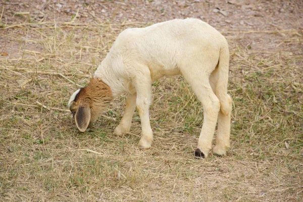 Cute Owiec Ogrodzie Przyrody — Zdjęcie stockowe