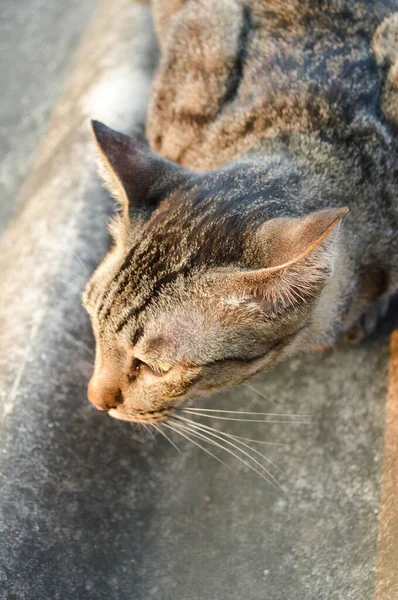 옥상에 귀여운 식탁보 고양이 — 스톡 사진