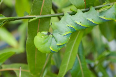 Uzuvları yeşil tırtıla yakın.