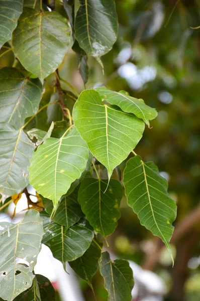 Świeże Zielone Ficus Religiosa Liście Ogrodzie Przyrody — Zdjęcie stockowe