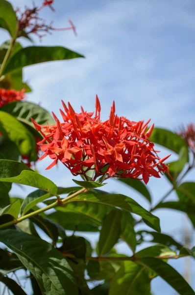 Roșu Ixora Coccinea Floare Grădină Natură — Fotografie, imagine de stoc