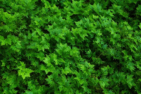 Fresh Green Selaginella Involvens Fern Nature Garden — Stock Photo, Image