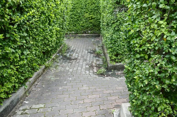 Maze Garden Park — Stock Photo, Image