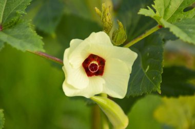 Doğanın bahçesinde abelmoschus esculentus çiçeği