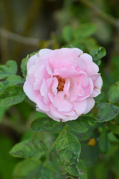 自然界花园中的粉红色玫瑰花 — 图库照片