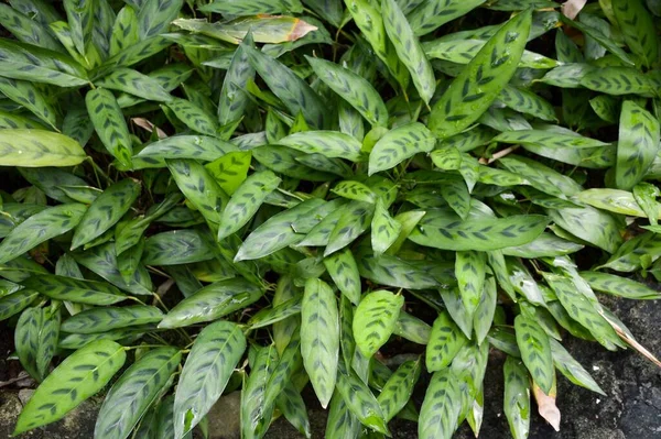 Verse Groene Stachyphrynium Jagorianum Plant Natuur Tuin — Stockfoto