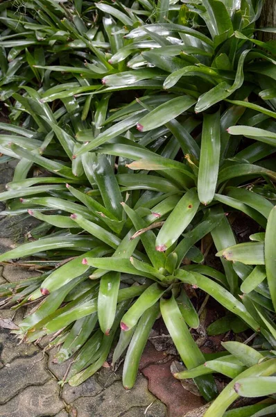 自然花园中的新鲜绿色紫锥菊植物 — 图库照片