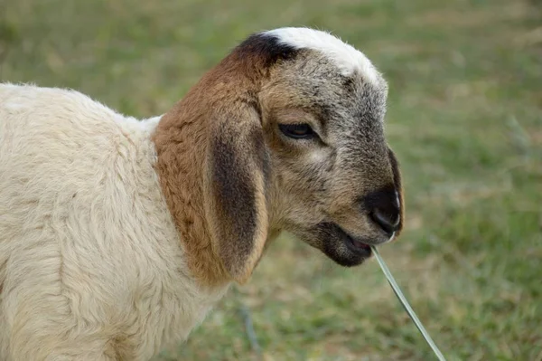 Cute Owiec Ogrodzie Przyrody — Zdjęcie stockowe