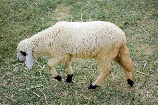 自然の庭で可愛い羊 — ストック写真