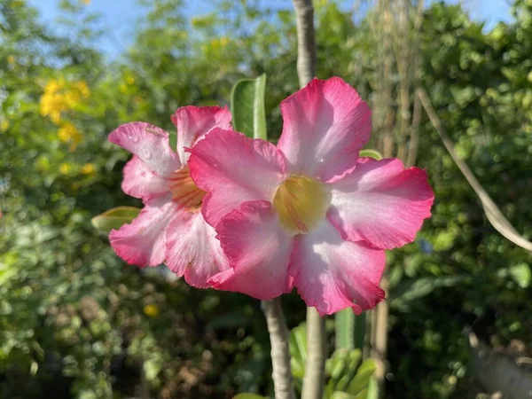 Rosa Adenium Obesum Flor Jardim Natureza — Fotografia de Stock