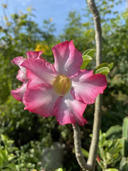 Розовый Цветок Ожирения Адениума Саду Природы — стоковое фото