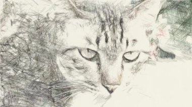 Şirin kedinin resim rengi