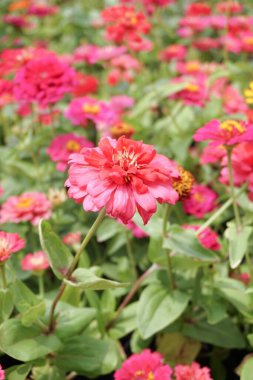 Doğa bahçesinde pembe zinnia çiçeği