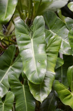 Doğa bahçesinde taze yeşil arum yaprağı